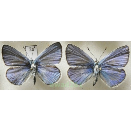Polyommatus thersites (Cantener, 1835) 2xmale Poland2e